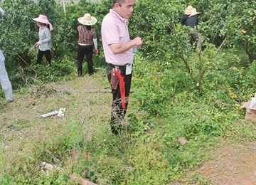 爱丽斯工具助力果园修剪培训