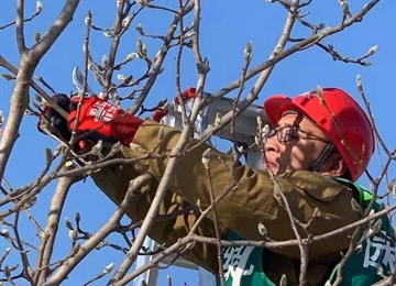 金剪子大赛-爱丽斯工具