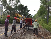  厦门园博园枝叶清运 老熊粉碎机显身手