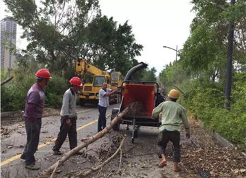 厦门园博园枝叶清运 老熊粉碎机显身手