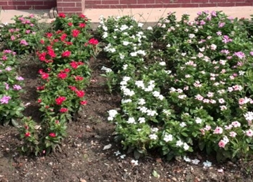 拔绿在花卉上的处理案例