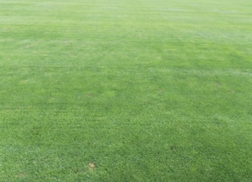 山东济南某运动场草坪病害处理