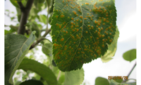  常见病害-锈病