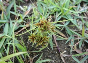 恶性莎草处理案例