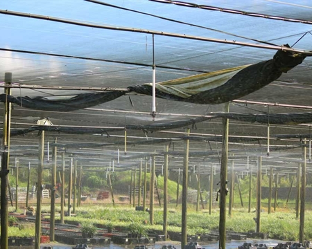 Micro-Sprinkle 微喷头 倒置型